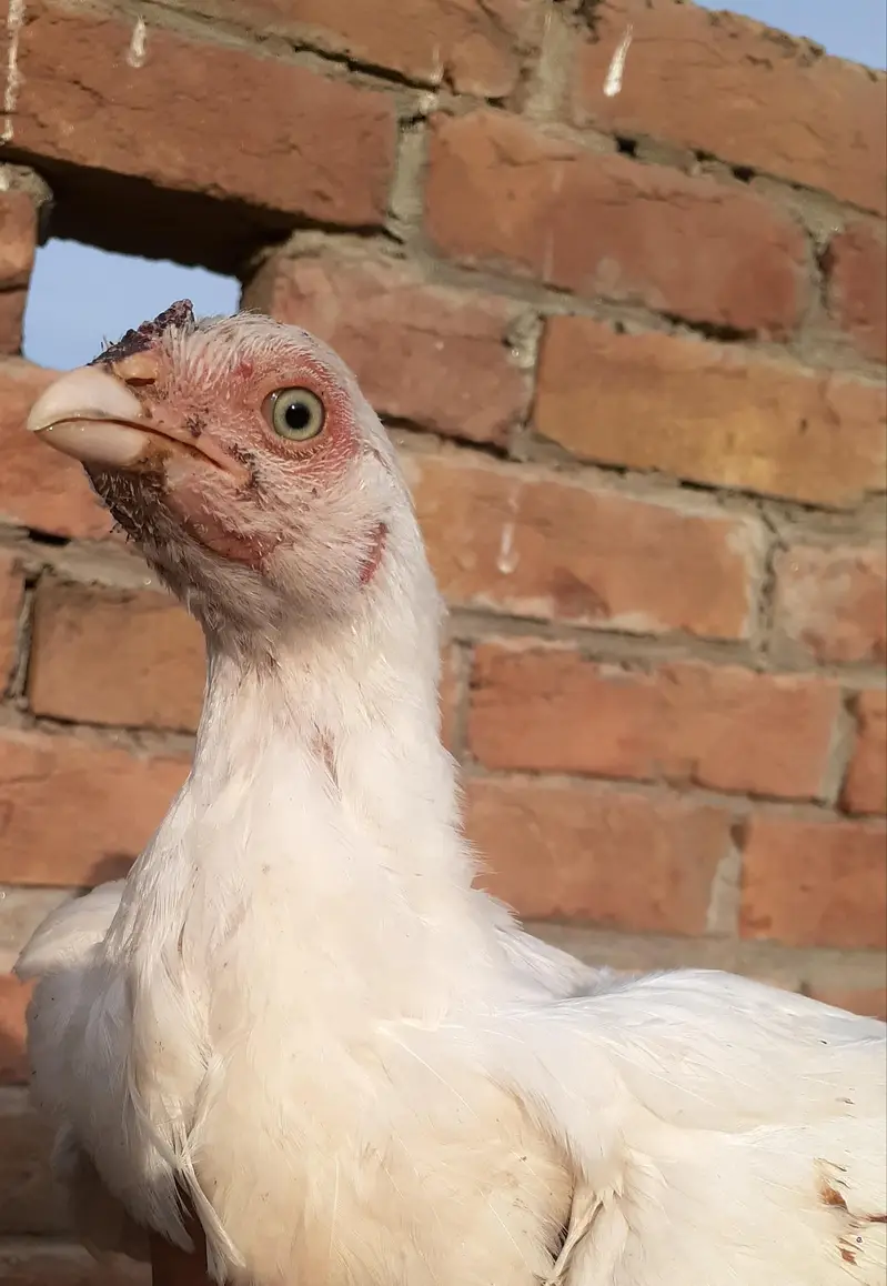 Pure Paper White Blue eys Heera Chicks بلیو آئ ہیرا اصیل چکس — photo 10