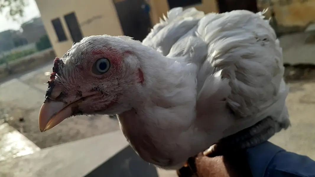Pure Paper White Blue eys Heera Chicks بلیو آئ ہیرا اصیل چکس — photo 12