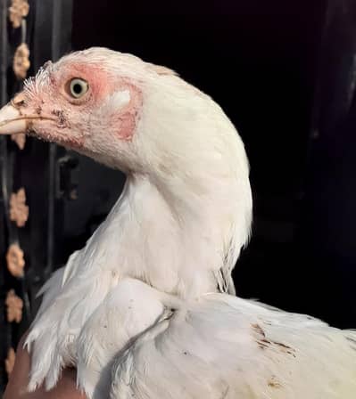 Pure Paper White Blue eys Heera Chicks بلیو آئ ہیرا اصیل چکس