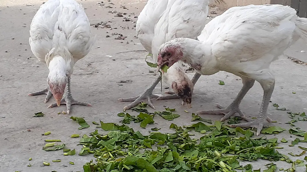 Pure Paper White Blue eys Heera Chicks بلیو آئ ہیرا اصیل چکس — photo 11