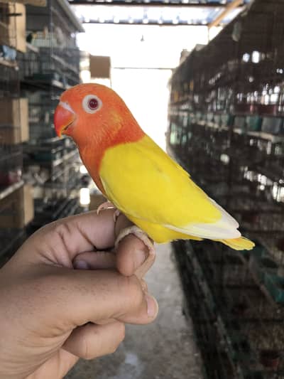 Lotino opline & rosicoli opline