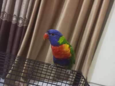 Lorikeet For Sale