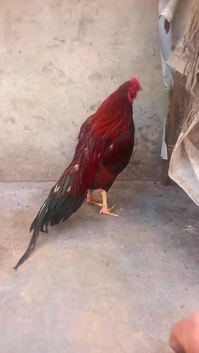 pure aseel Mianwali exchange be possible h females ke sath 03274993730