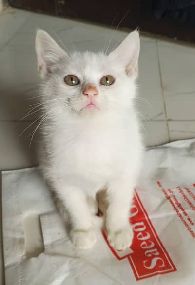 Pure white Persian kittens