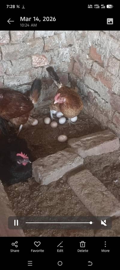 Eggs lyeng Hens for seal