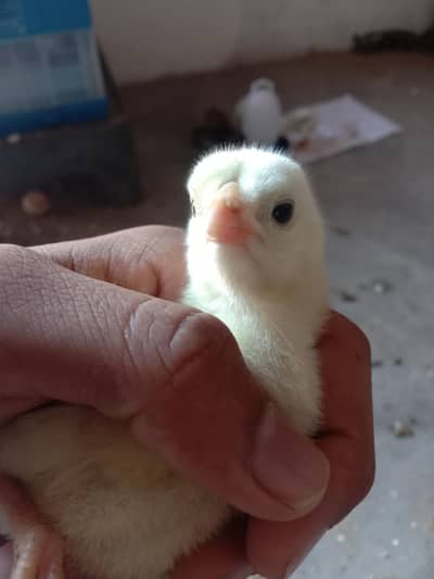 100 percent pure aseel chicks for sale