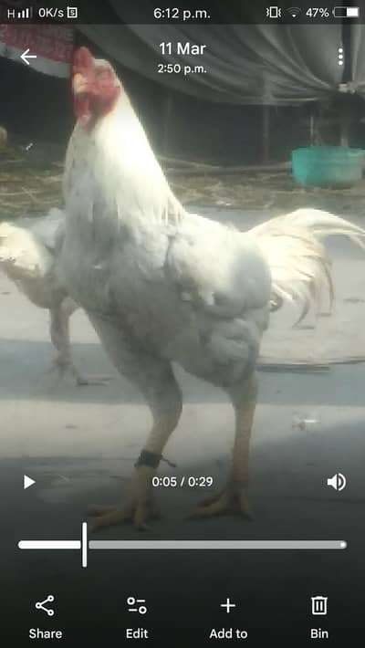 Pakistani murga for sale