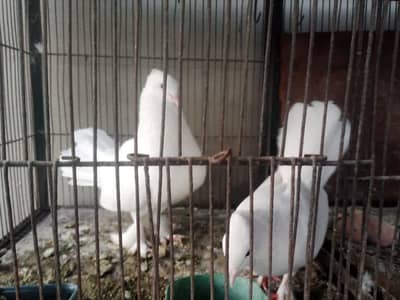 English fantail laka kabootar lakha peigion with chick