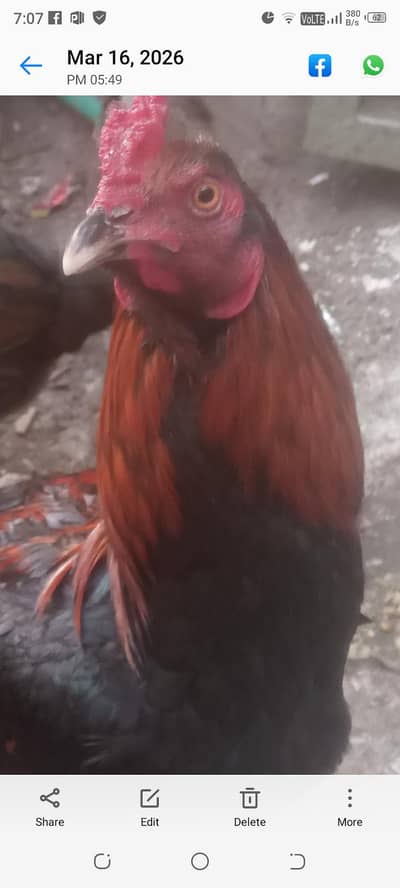 imported Aseel Hen's