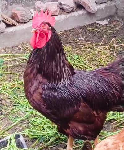 Rhode Island Red & Wyandotte Eggs/Chicks