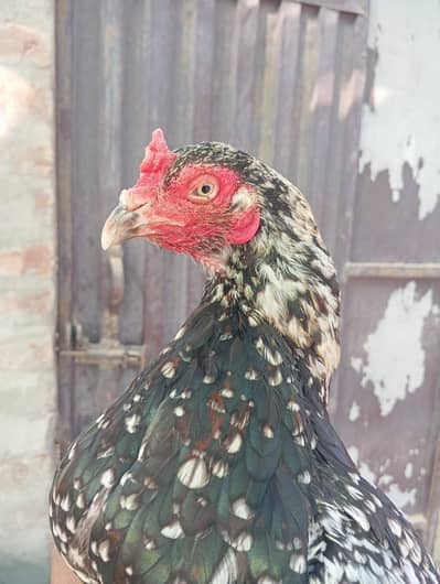 zero size mianwali cheni quality Madi