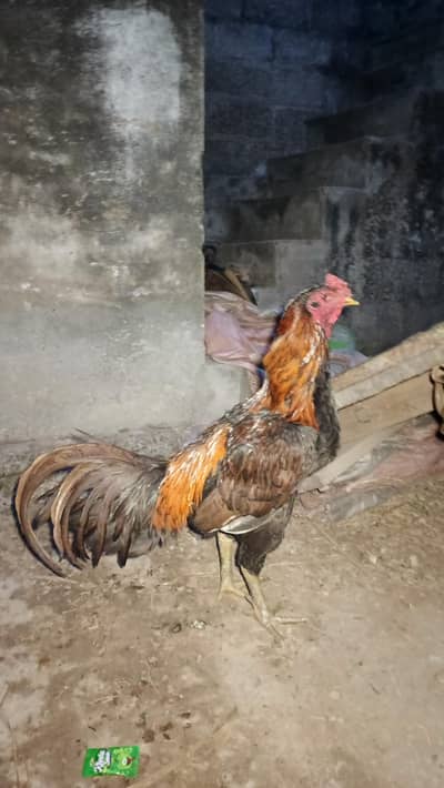 thai aseel murga top quality