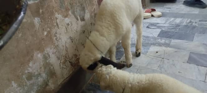 mashallah sy bhot pyar hy 03150133296 is pe whatsup kra