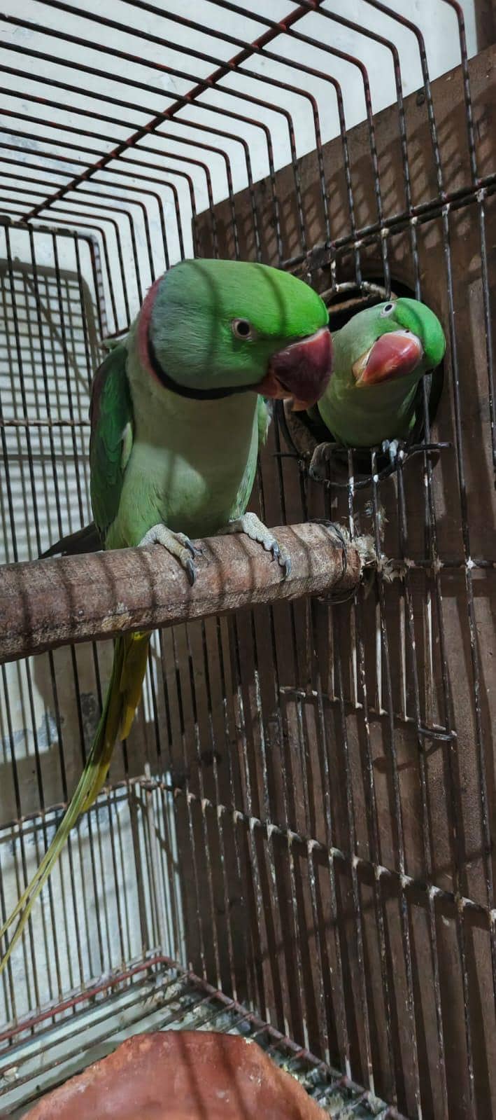 parrot 2