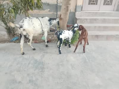 one mother and two babies