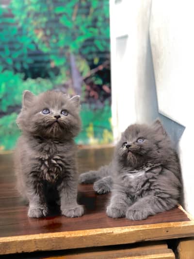 Persian cat and kitten