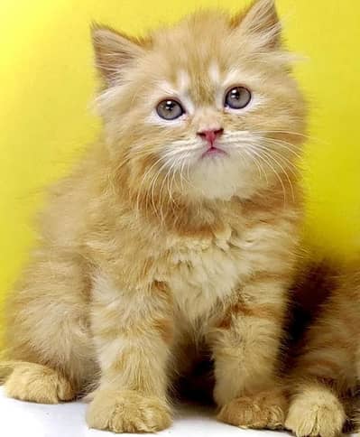 Persian cat and kitten punch face triple coated