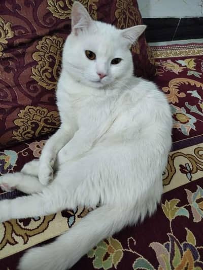 Cat for sale (male) 13000 final