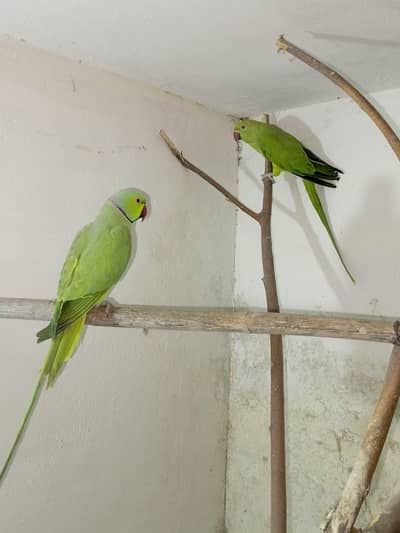 breeder pair