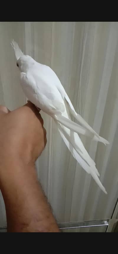 Handtamed Eno red eyes cocktail  cargo possible 0316,15,10,578