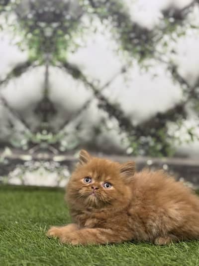 Persian punch face male female kittens