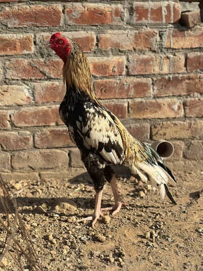 pure aseel beautiful