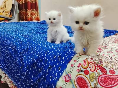 kittens for sale