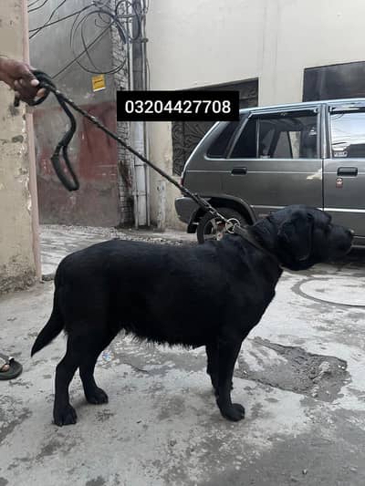Black Labrador female