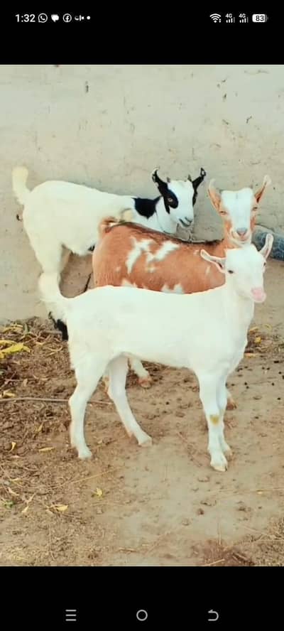 barbari tadi male and female