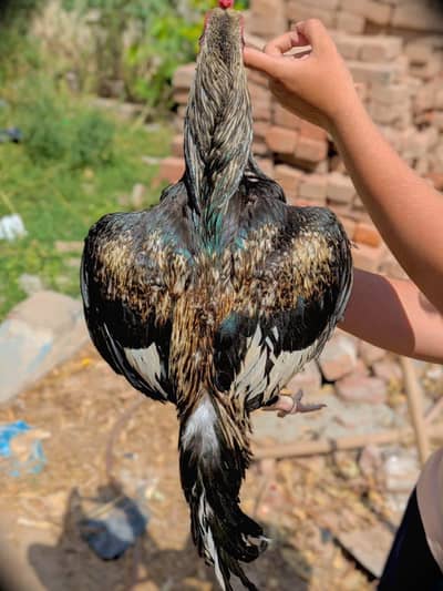 aseel jawa mianwali cross