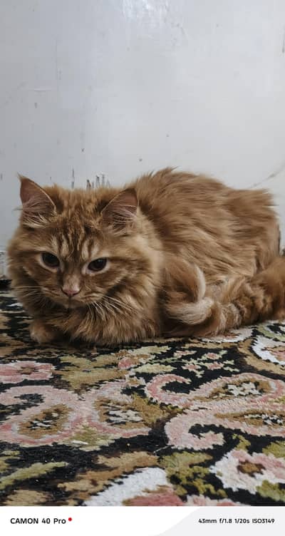 persian cat