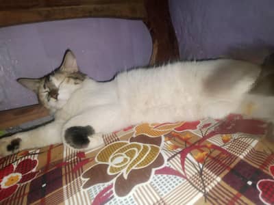 Cat Double coat 03428367897 wattsap