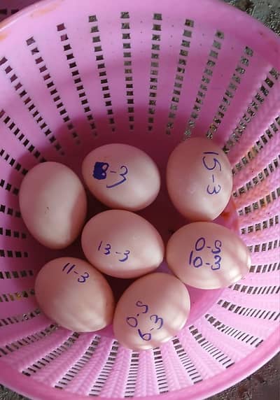 SHAMO FERTILE EGGS