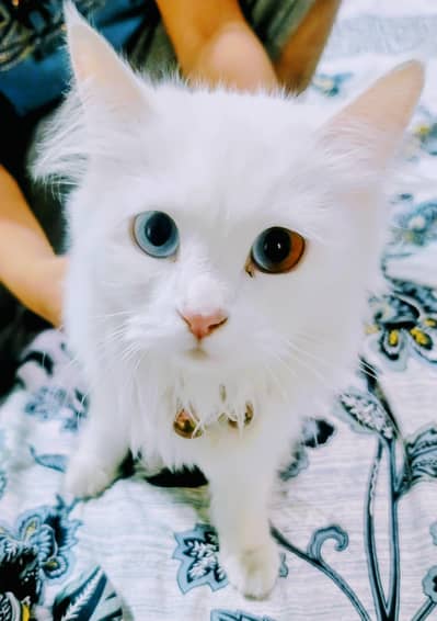 Persian cat for sale