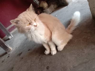Persian Male cat free