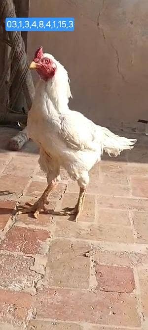 Aseel murga high quality boska