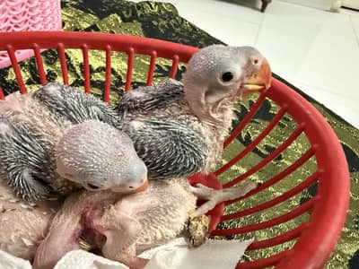 Kashmiri RAW chicks available