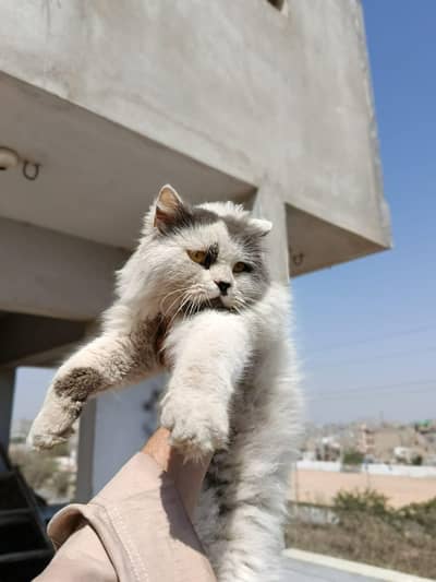 Enturm Punch  03428367897 wattsap