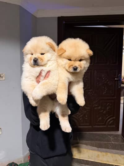 Chow Chow (Pedigree)