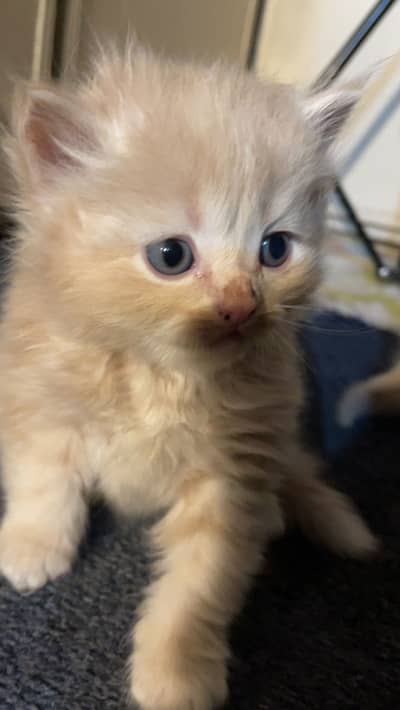 Persian breed i have 3 male kittens for sale each is for 15k