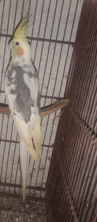 cocktail breeder male