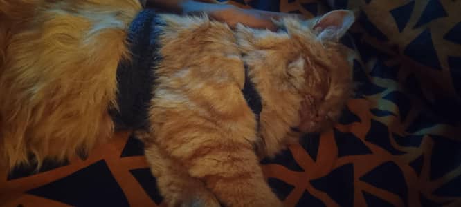 brown colour cat for sell