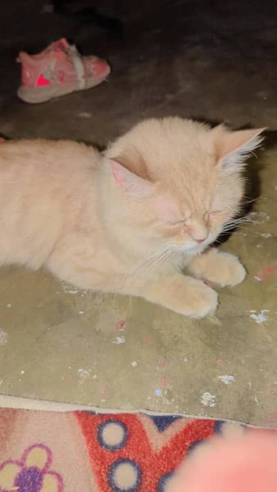 cute female cat and friendly