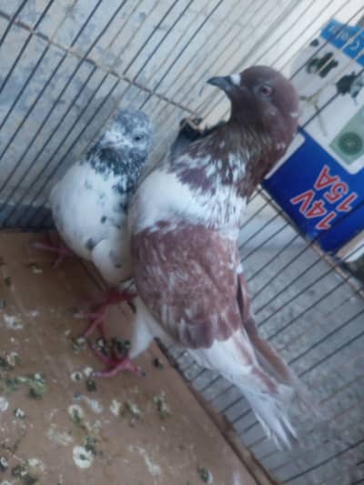 pigeon sale