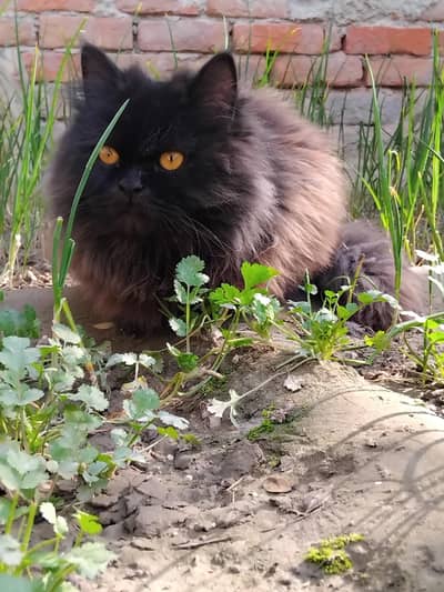 Young Male  Persian Cat
