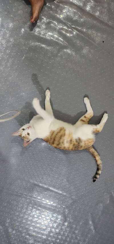 Cat available for Adoption