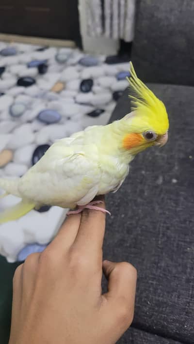 hand tame ha hand feed par ha