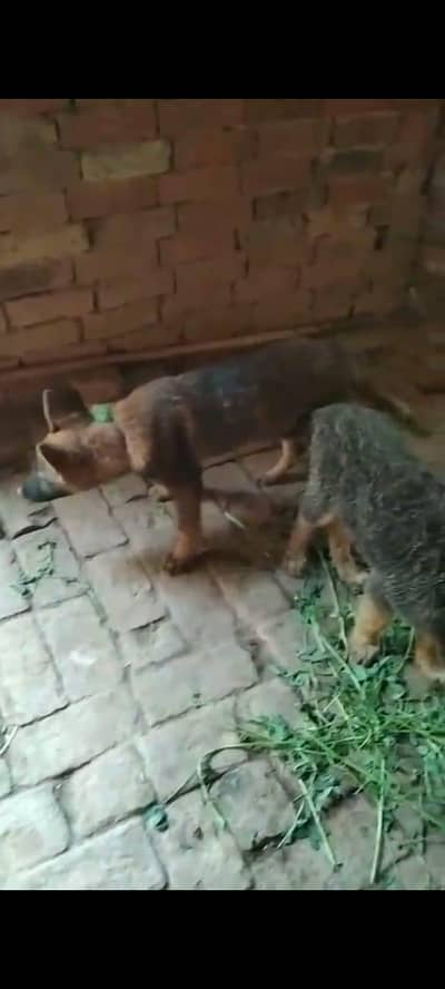 pure Belgium shaft puppy