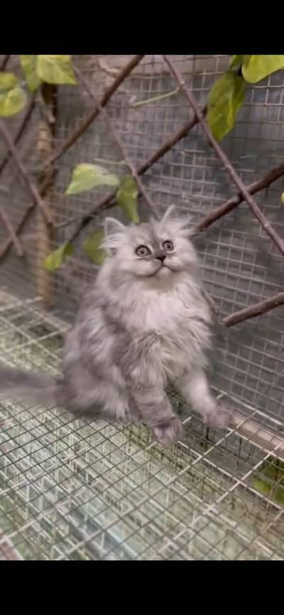Triple coated extreme quality persian cat gray shade available