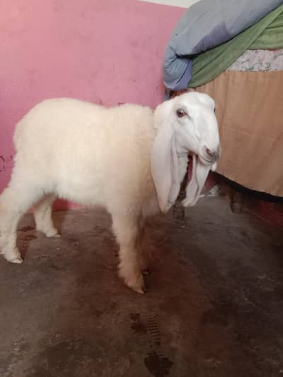 pure larkana dhumba he Jis se pehchan ho wahi rabta Kare